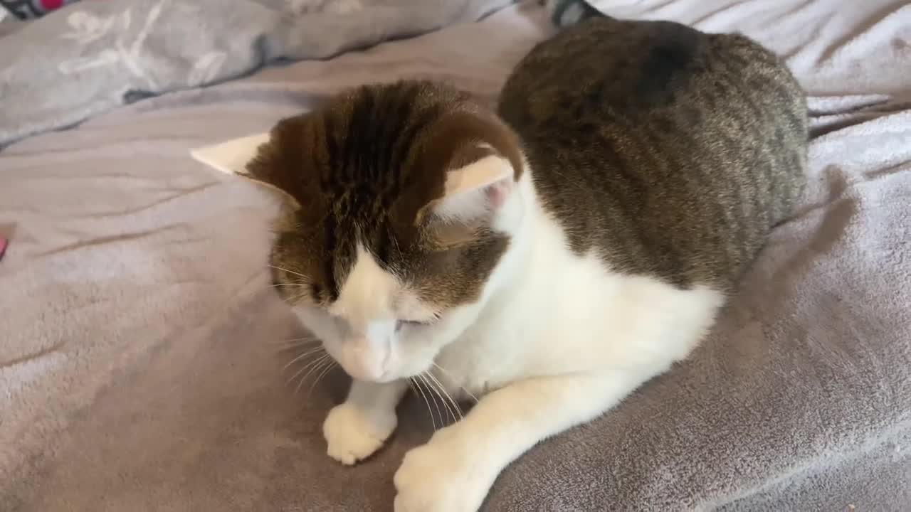 Cute cat ,kitten,purr machine has little wings on his ears