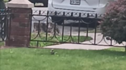 Thrush bird