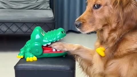 Dogi funny