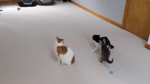 Cat kitten body slams