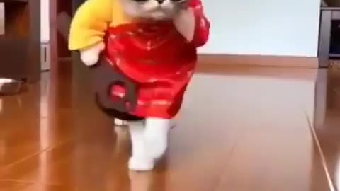 Cat funny fashion show