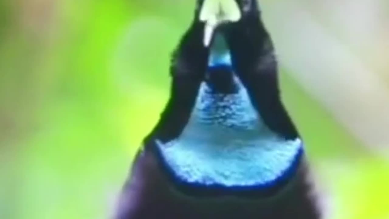Beautiful Bird Adorable 4K HD Photography By Nature.