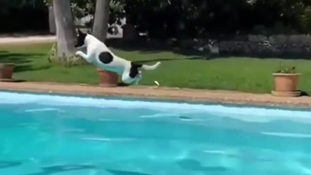 # How far do you think he jumped??? #poolday #pooljump#Thank you for attention