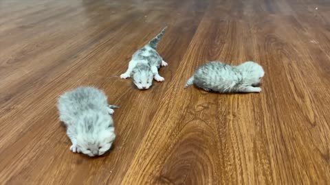 The kittens were practicing crawling on the floor. The mother cat immediately took them away