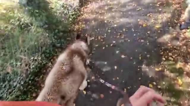 Huskies Should Never Be Trusted In Shops! So Embarrassing!