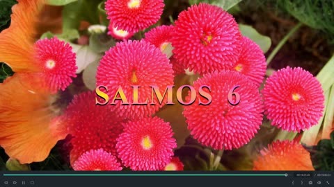 SALMOS 6