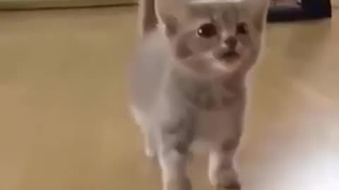 Silly Cats with Human Mouths