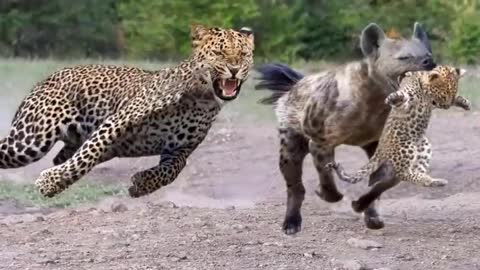 Silly leopard taking on porcuPine at high speed will make your day