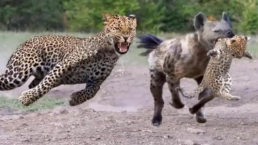 Silly leopard taking on porcuPine at high speed will make your day