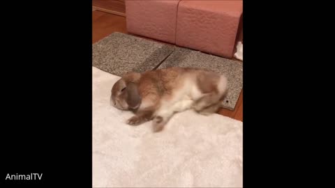 Cutest bunny rabbits thumping compilation