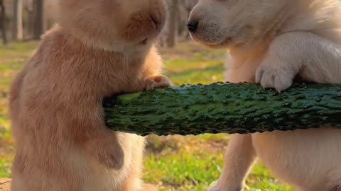 Two animals together