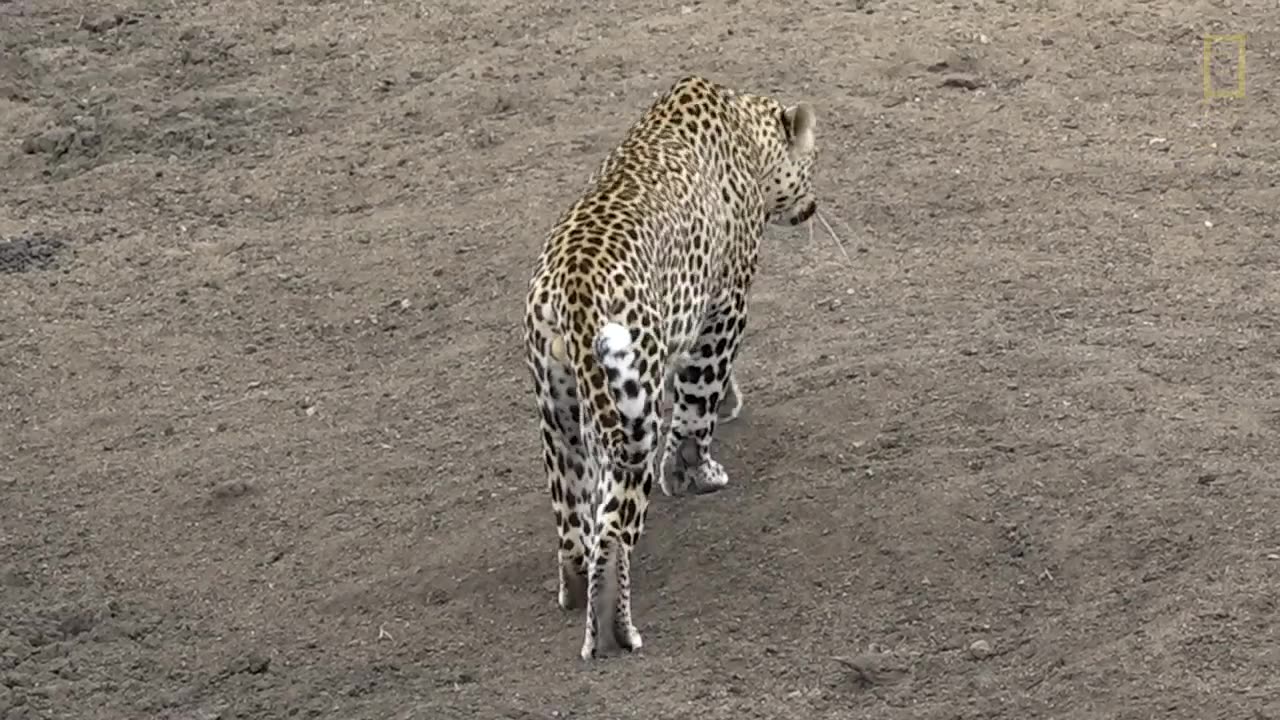 Egyptian goose vs Leopard.