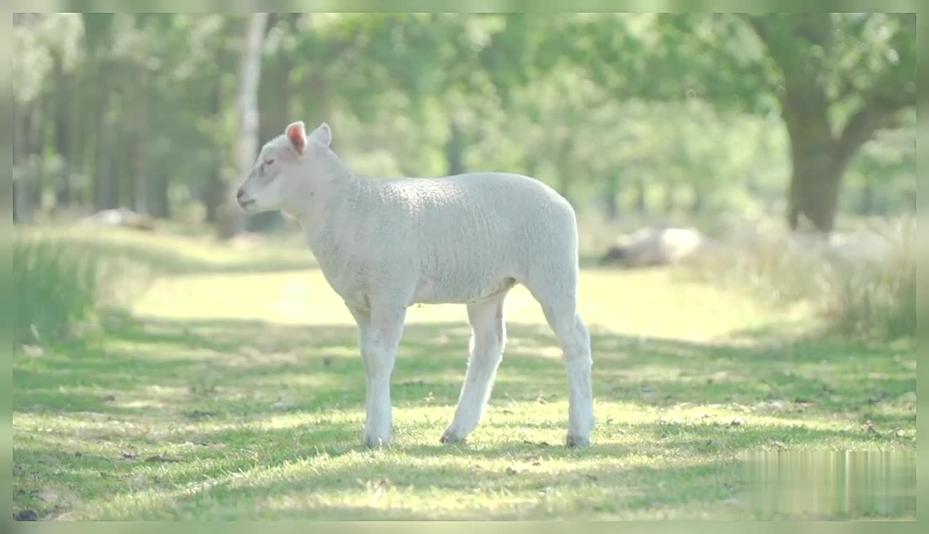 Sheep Cute Baby Sheep Baby Sheep Grazing With Mother In Field Nature Cute Animals