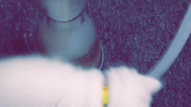 Cute kitten playing around