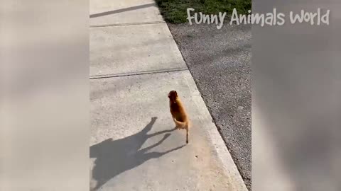Funniest Cats And Dogs Videos
