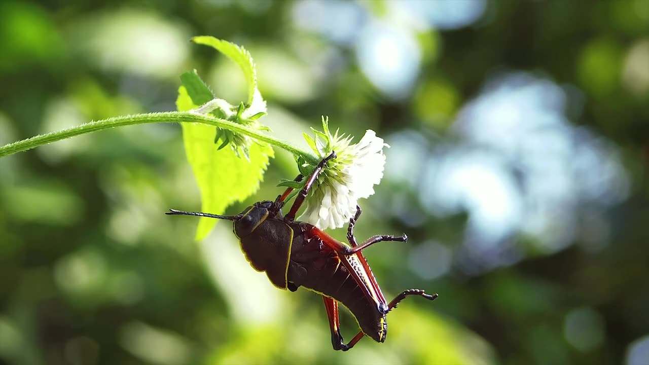 NATURE VIDEO !!! FUNNY !!! BEAUTIFUL !!! SHORTS !!!!