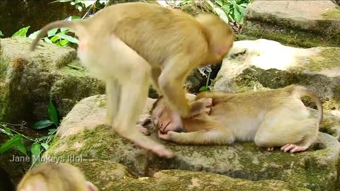 What_s Coca Doing Well _ Monkeys Massage(720P_HD)