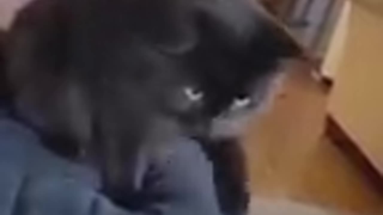 Funniest Cats and Dogs 🐶🐱 | Funny Animal Videos #30