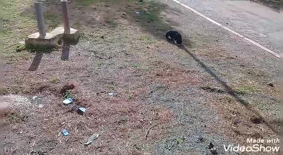 Just a simple sauvage cat rotine