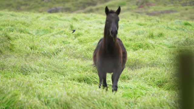 Foal Galloping In Slow Motion