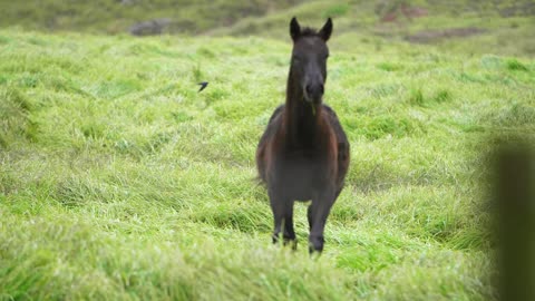 Foal Galloping In Slow Motion