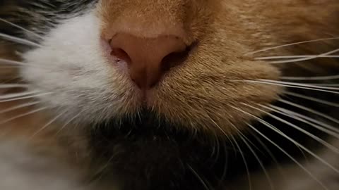 Cute cat.