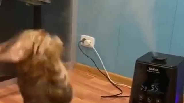 Funny Animals / Funny Cats / Dogs / Funny Animals #2