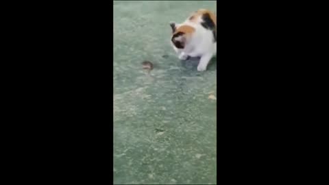 Funny Videos Of Animals