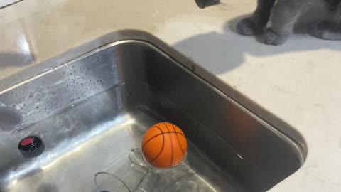 Testing the water skills of the new cat