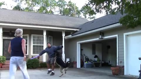Guide dog training step by step