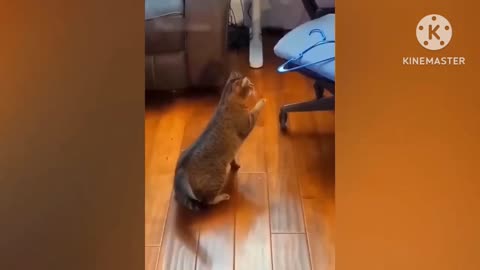 Animal comedy videos 2023