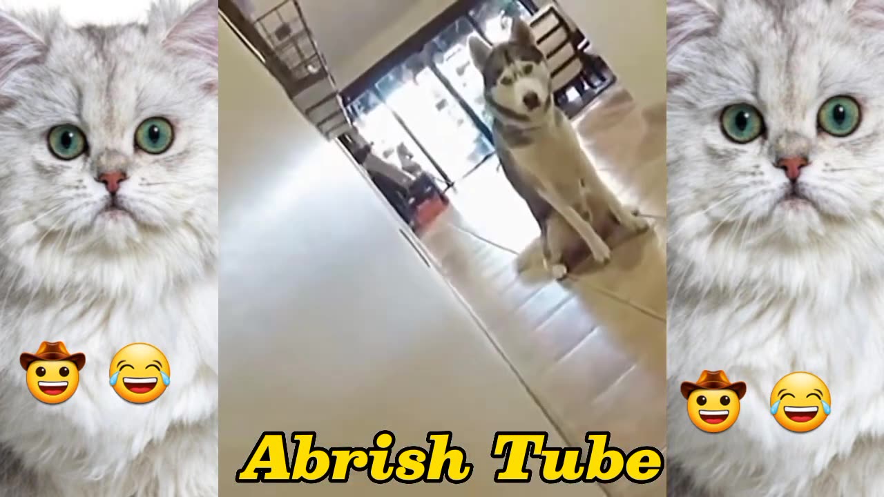 Funny cat and dog