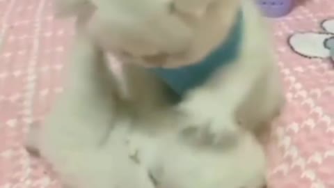 Gato Brincando