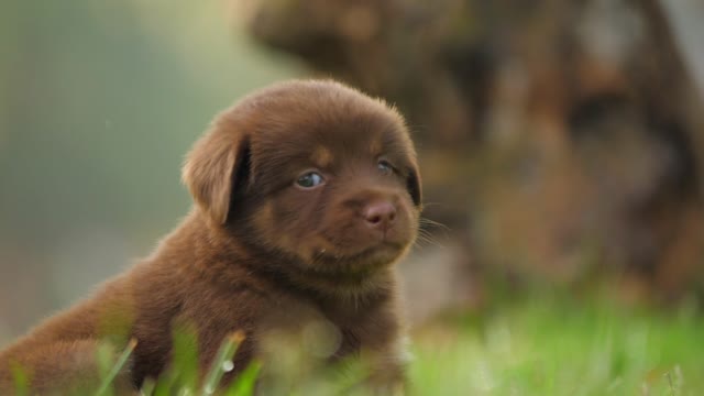Helpless puppy