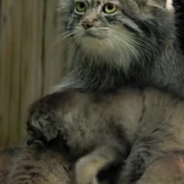 330 ;-) kot z syberia