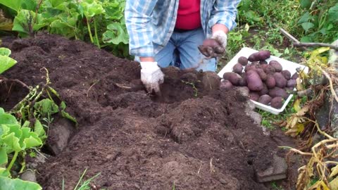 Blue Potato Bonanza 3