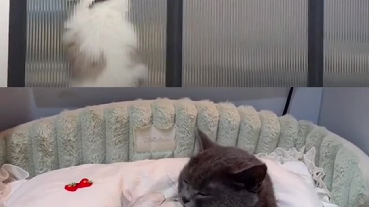 How' cat romance..........!