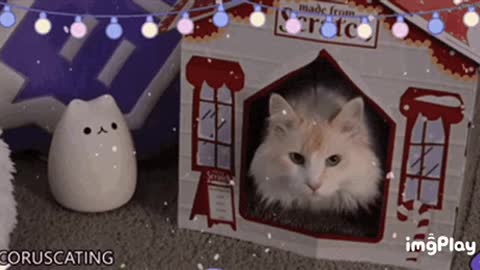 Cute Cat Gif