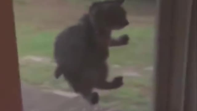 Funny Cats Videos Compilation 2022 😂 Cat Reaction Try Not To Laugh Funniest Videos