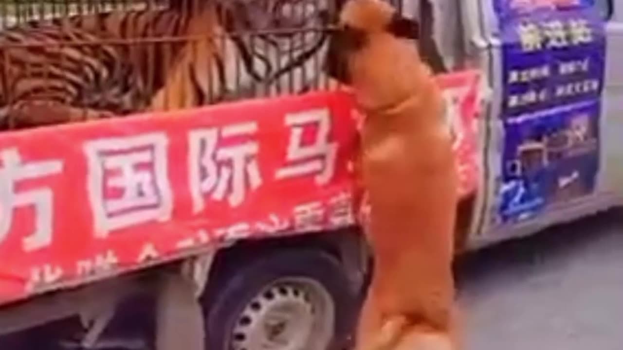 Funny animals 🤣😅