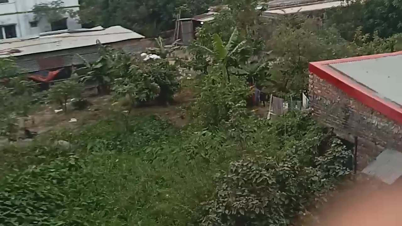 Proktik bikal
