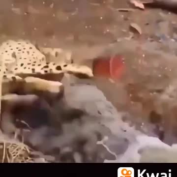 crocodile attacks tiger
