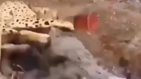 crocodile attacks tiger