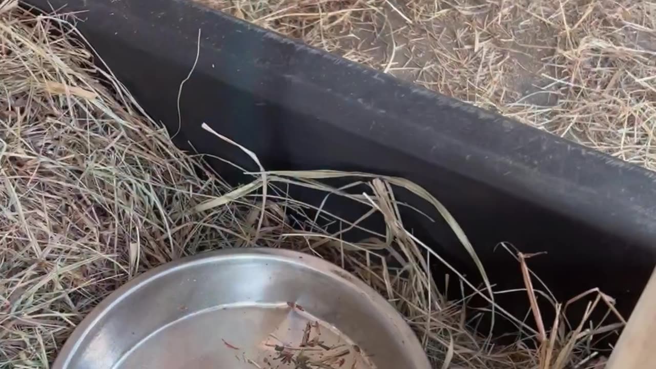 Mini Horse Trains Husband