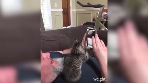 Kitten and smartphone