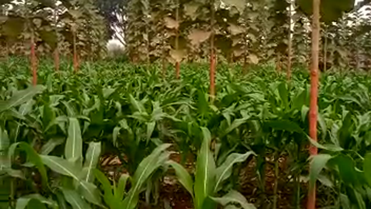 Tissue teak plant inter crop