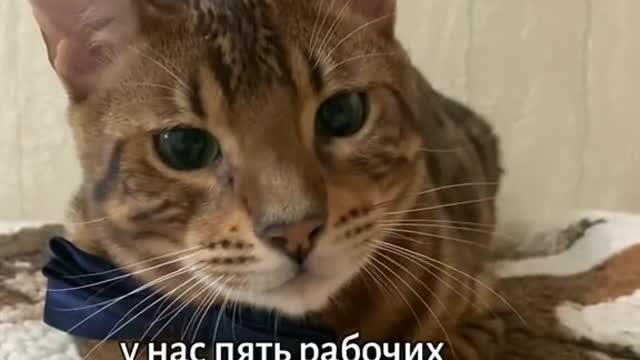 котики