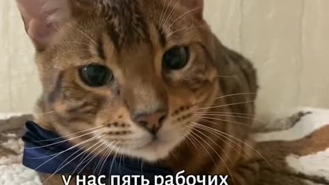 котики