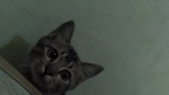 funny cat videos viral 2023