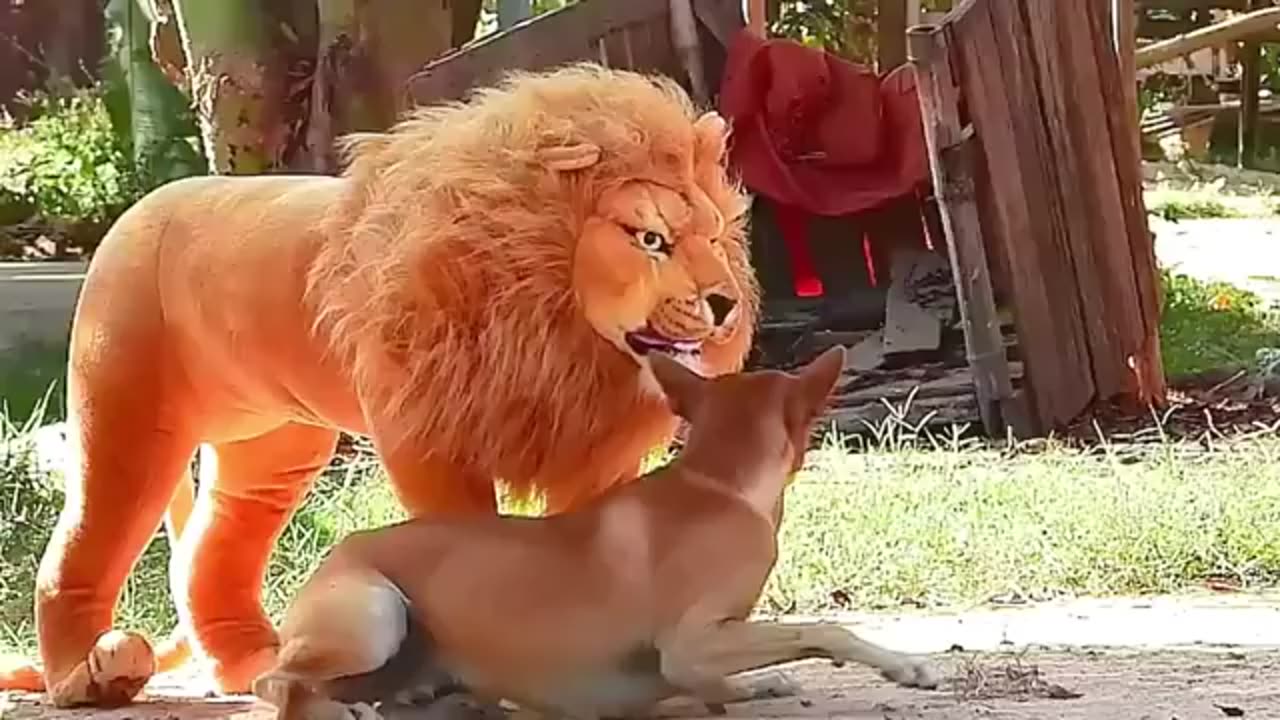 Funny fake lion prank